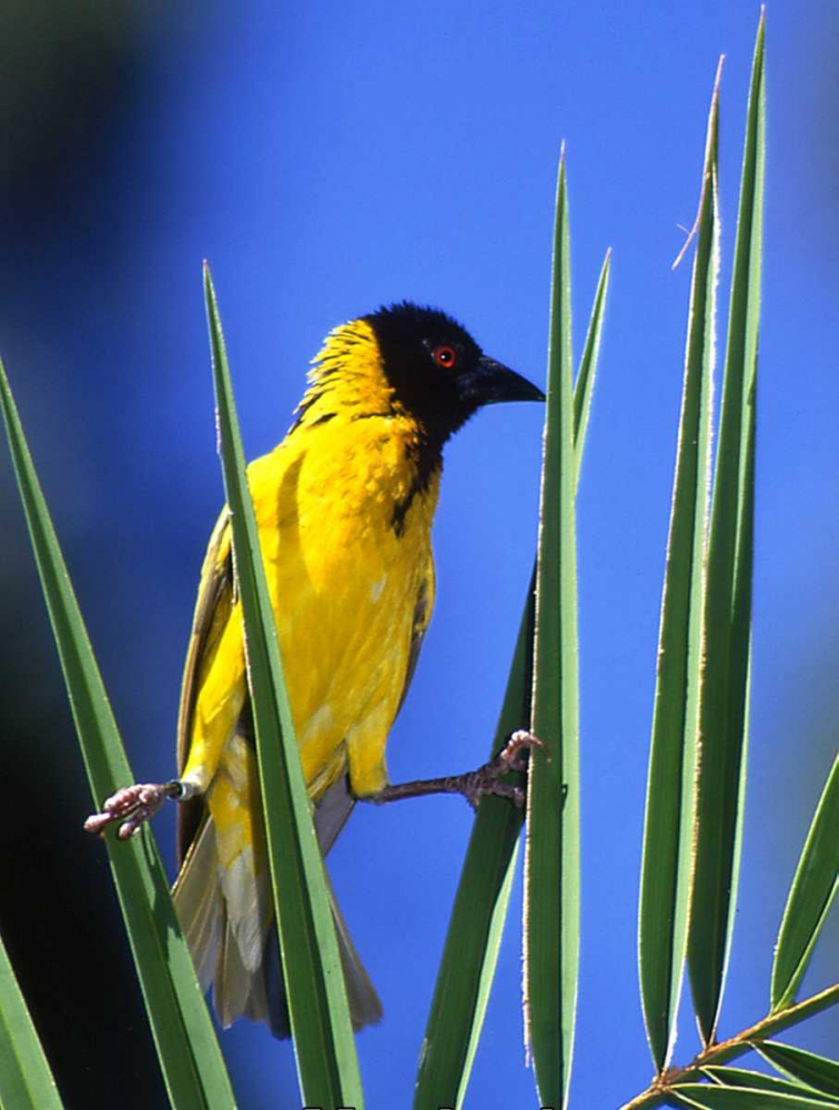 Kenya, Masai Mara Masked weaver bird on leaves